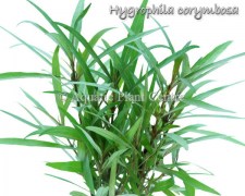 Hygrophila corymbosa